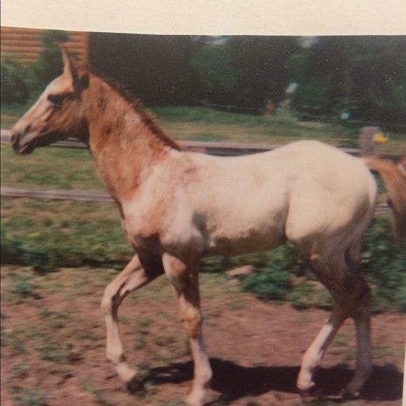canchaser1982